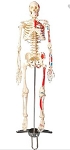 Painted and Numbered Big Tim Skeleton 25-1/2 Inch