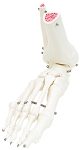 Human Leg with Hip Bone Skeleton Model 3B® Scientific Right Leg Gender Neutral Adult 2-3/4 lbs. Plastic / Wire