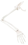 Right Arm Skeleton with Scapula and Clavicle 2 lbs. Plastic