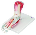 Foot Skeleton with Removeable Ligaments and Muscles 2 lbs.