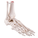 Human Foot with Ankle Skeleton Model 3B® Scientific Right Foot Gender Neutral Adult