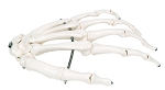 Human Hand Skeleton Model 3B® Scientific Left Hand Gender Neutral Adult 0.14 lbs. Plastic / Wire