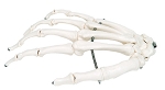 Human Hand Skeleton Model 3B® Scientific Right Hand Gender Neutral Adult 0.14 lbs. Plastic / Wire