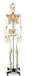Full-Size Skeleton Wolters Kluwer 5 foot 6 Inch 46 lbs.