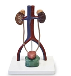 Urinary System Model 2.75 lbs.