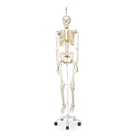 Skeleton Stan the Standard Unisex Plastic