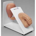 NEW MALE CATH MODEL ON BOARD