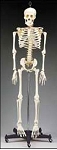 Human Skeleton Budget Bart™