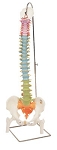 Flexible Spine Model 6 lbs.