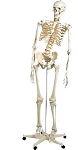 Flexible Skeleton Model 3B Scientific® Adult Plastic