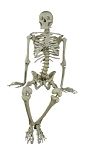 Skeleton Model Anatomical Chart Co. Durable Plastic