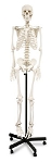 Human Skeleton Nasco