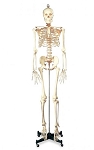 Numbered Budget Bucky Skeleton Life Size 22 lbs. Plastic