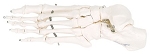 Human Foot Skeleton Model 3B® Scientific Left Foot Gender Neutral Adult 0.50 lbs. Plastic / Wire