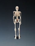Skeleton Mr. Thrifty Table-size 5 lbs.