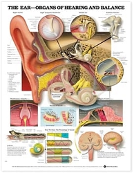 Ear: Organs of Hearing and Balance Anatomical ...