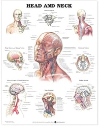 Head and Neck Anatomical Chart