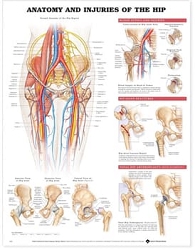 Anatomy and Injuries of the Hip Anatomical ...