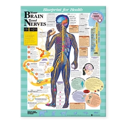 Blueprint for Health Your Brain and Nerves ...