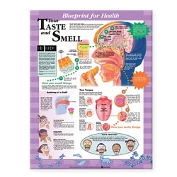 Blueprint for Health Your Taste and Smell ...
