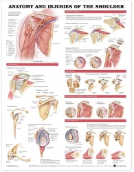 Anatomy and Injuries of the Shoulder Anatomical ...