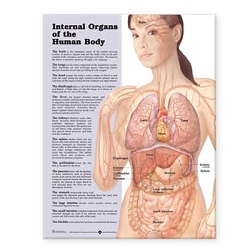 Internal Organs of the Human Body Anatomical ...