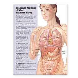 Internal Organs of the Human Body Anatomical ...