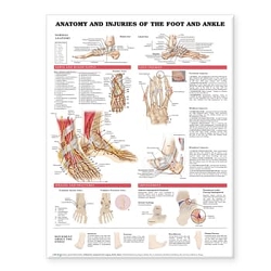 Anatomy and Injuries of the Foot and ...