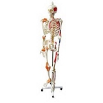 Human Skeleton with Muscles and Ligaments Walter Products™ Full Size 32 lbs.