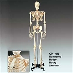 Numbered Budget Skeleton Model Bucky™ 23 lbs.
