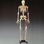 Painted and Numbered Budget Skeleton Model Bucky™ 23 lbs.