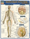 Nervous System Advanced (8.5