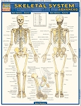 Skeletal Sysem Advanced System  (8.5