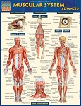Muscular System Advanced (8.5