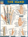 The Hand (8.5