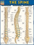 The Spine (8.5