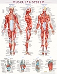 Muscular System Poster (Laminated) 22