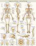 Skeletal System Poster (Laminated) 22
