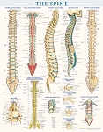 The Spine Poster (Laminated)  22