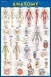 Anatomy Poster (Paper) 24