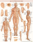 Acupressure Poster (Laminated) 22