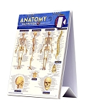 Anatomy & Nutrition Easel