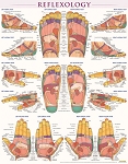 Reflexology Poster Laminated (22
