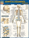 Joints & Ligaments AdvancedStudy Guide (8.5