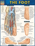 THE FOOT (8.5