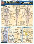 Skeletal System  (8.5