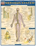 Nervous System (8.5
