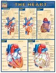 Heart Study Guide (8.5