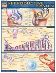 Reproductive System  (8.5