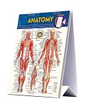 Anatomy Easel 